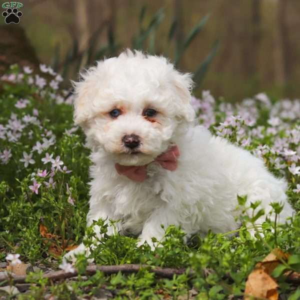 Leo, Bich-Poo Puppy